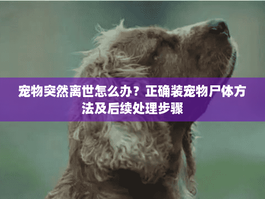 宠物突然离世怎么办？正确装宠物尸体方法及后续处理步骤