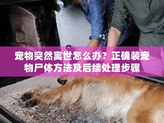 宠物突然离世怎么办？正确装宠物尸体方法及后续处理步骤