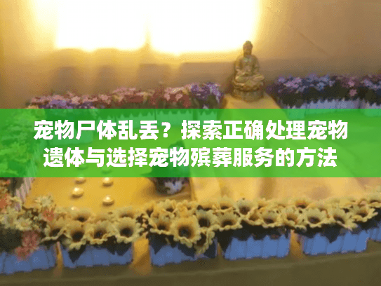 宠物尸体乱丢？探索正确处理宠物遗体与选择宠物殡葬服务的方法