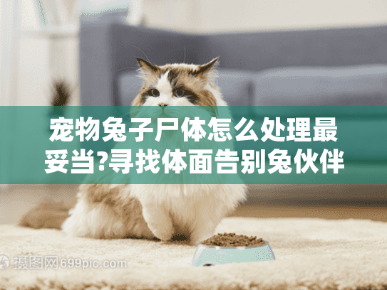 宠物兔子尸体怎么处理最妥当?寻找体面告别兔伙伴的方式