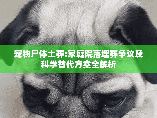 宠物尸体土葬:家庭院落埋葬争议及科学替代方案全解析