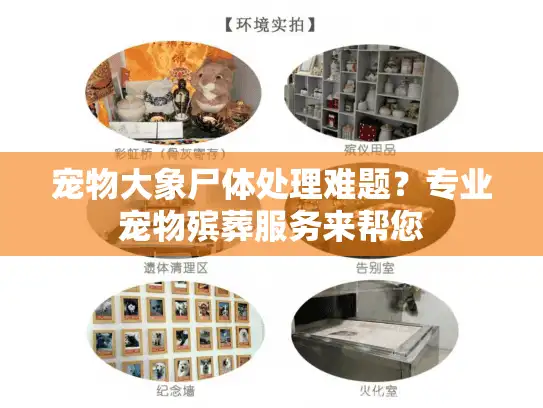 宠物大象尸体处理难题？专业宠物殡葬服务来帮您