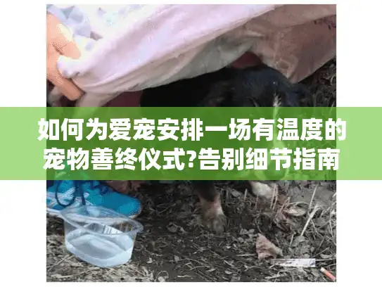 如何为爱宠安排一场有温度的宠物善终仪式?告别细节指南