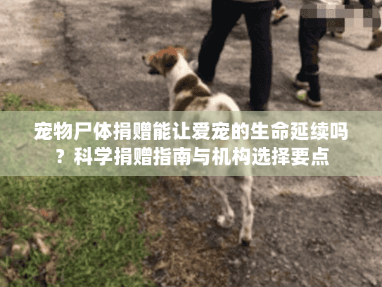 宠物尸体捐赠能让爱宠的生命延续吗？科学捐赠指南与机构选择要点