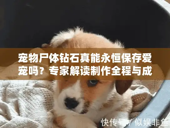 宠物尸体钻石真能永恒保存爱宠吗？专家解读制作全程与成本