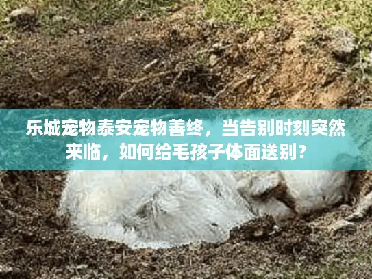 乐城宠物泰安宠物善终，当告别时刻突然来临，如何给毛孩子体面送别？