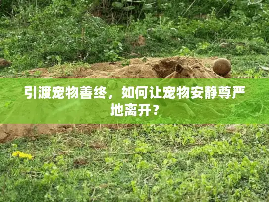 引渡宠物善终，如何让宠物安静尊严地离开？