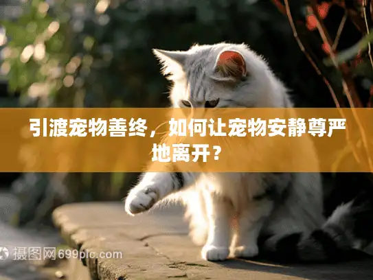 引渡宠物善终，如何让宠物安静尊严地离开？