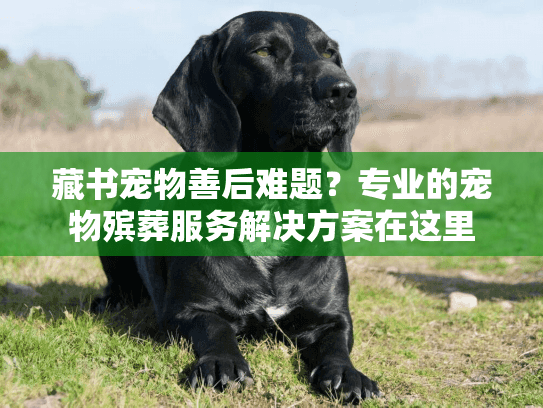 藏书宠物善后难题？专业的宠物殡葬服务解决方案在这里
