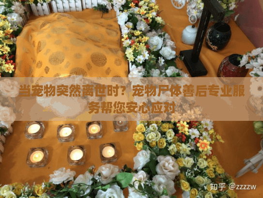 当宠物突然离世时?宠物尸体善后专业服务帮您安心应对 当宠物突然离世时?宠物尸体善后专业服务帮您安心应对