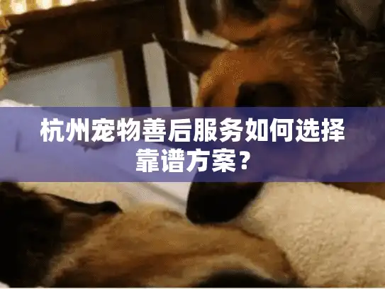 杭州宠物善后服务如何选择靠谱方案？
