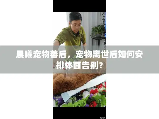 晨曦宠物善后，宠物离世后如何安排体面告别？