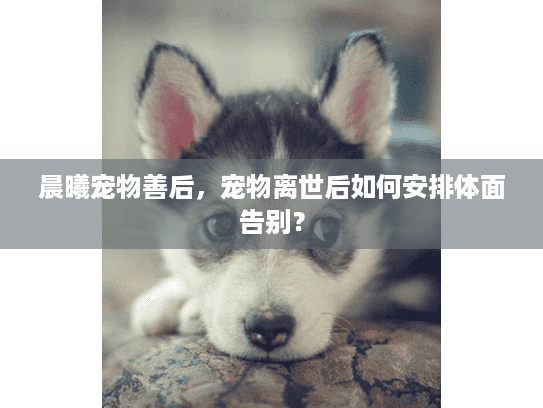 晨曦宠物善后，宠物离世后如何安排体面告别？