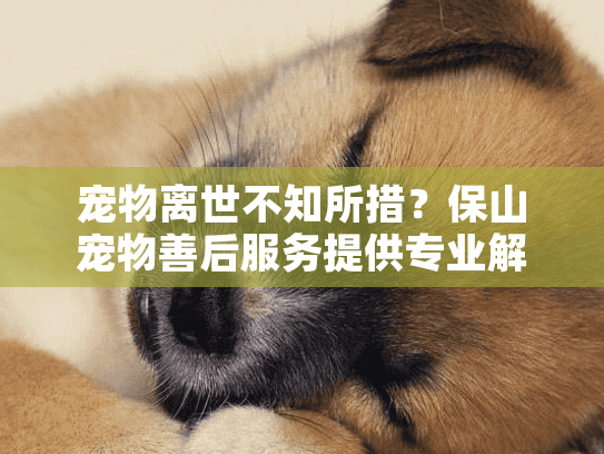 宠物离世不知所措？保山宠物善后服务提供专业解忧