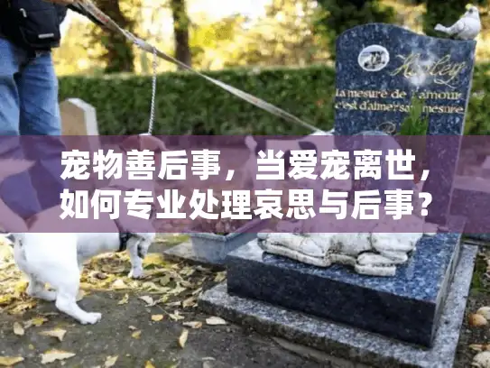 宠物善后事,当爱宠离世,如何专业处理哀思与后事? 宠物善后事,当爱宠离世,如何专业处理哀思与后事?