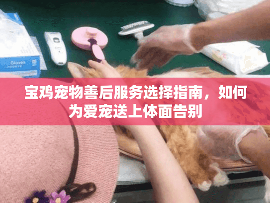 宝鸡宠物善后服务选择指南，如何为爱宠送上体面告别
