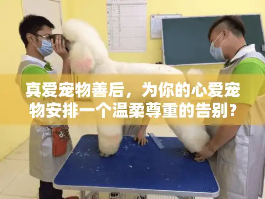 真爱宠物善后,为你的心爱宠物安排一个温柔尊重的告别? 真爱宠物善后,为你的心爱宠物安排一个温柔尊重的告别?