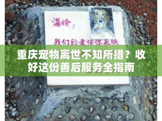 重庆宠物离世不知所措？收好这份善后服务全指南