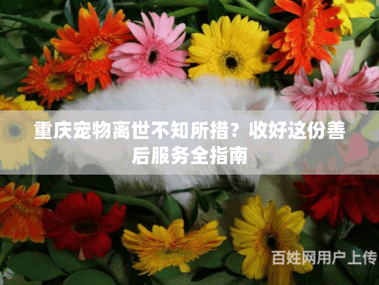 重庆宠物离世不知所措？收好这份善后服务全指南