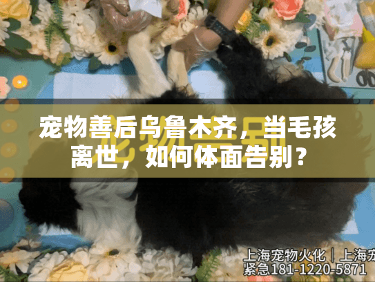 宠物善后乌鲁木齐，当毛孩离世，如何体面告别？