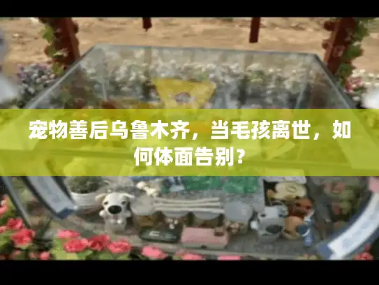 宠物善后乌鲁木齐，当毛孩离世，如何体面告别？