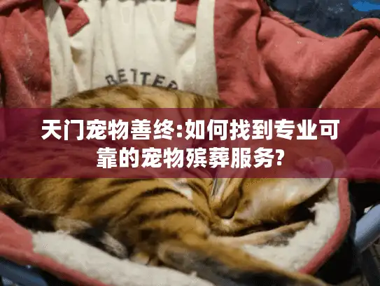 天门宠物善终:如何找到专业可靠的宠物殡葬服务?