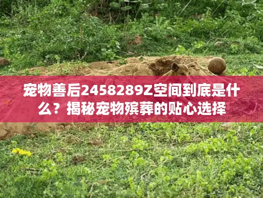 宠物善后2458289Z空间到底是什么？揭秘宠物殡葬的贴心选择