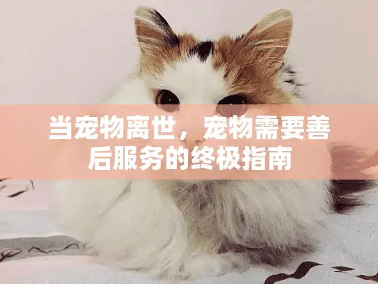 当宠物离世，宠物需要善后服务的终极指南