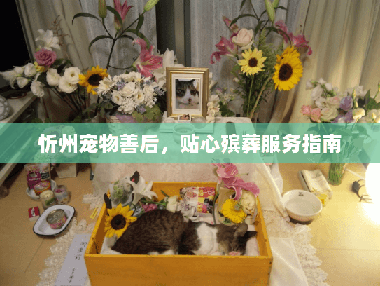 忻州宠物善后，贴心殡葬服务指南