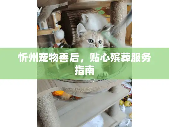 忻州宠物善后，贴心殡葬服务指南