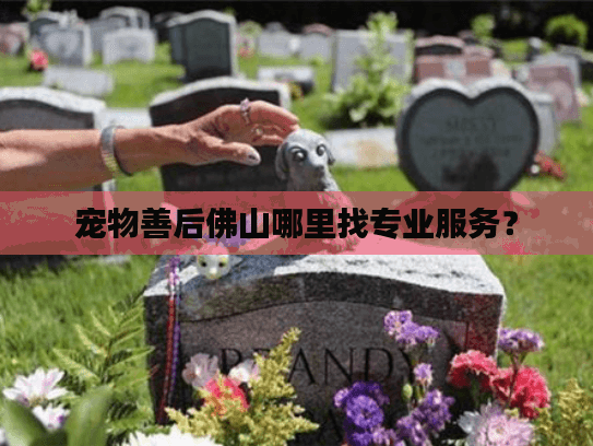 宠物善后佛山哪里找专业服务? 宠物善后佛山哪里找专业服务?