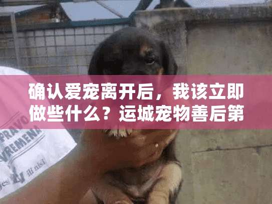 确认爱宠离开后，我该立即做些什么？运城宠物善后第一步）