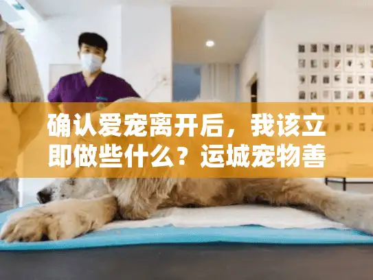 确认爱宠离开后，我该立即做些什么？运城宠物善后第一步）
