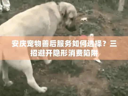 安庆宠物善后服务如何选择？三招避开隐形消费陷阱