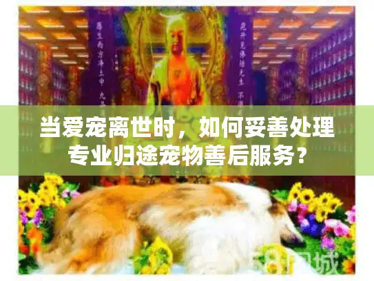 当爱宠离世时，如何妥善处理专业归途宠物善后服务？