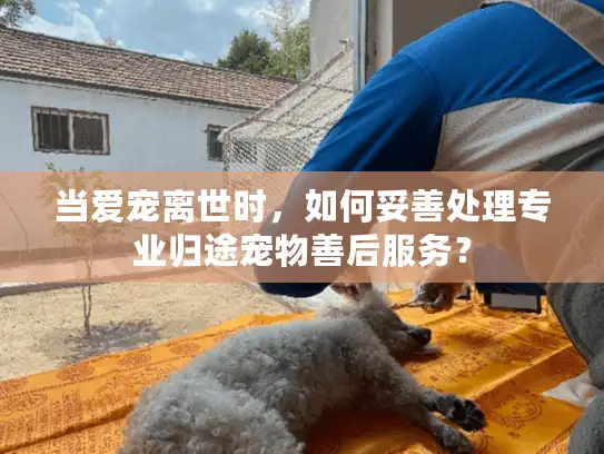 当爱宠离世时，如何妥善处理专业归途宠物善后服务？