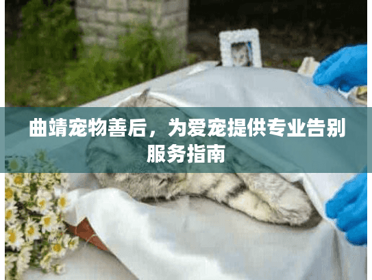 曲靖宠物善后，为爱宠提供专业告别服务指南