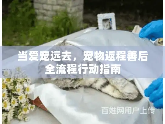 当爱宠远去,宠物返程善后全流程行动指南 当爱宠远去,宠物返程善后全流程行动指南