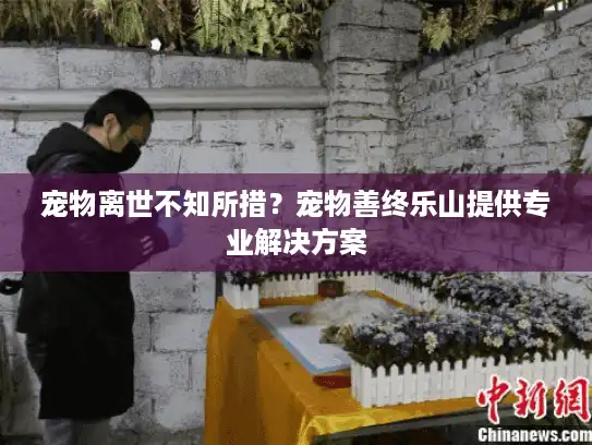宠物离世不知所措？宠物善终乐山提供专业解决方案