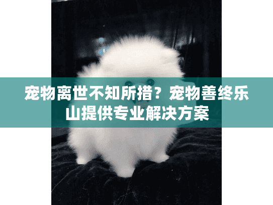 宠物离世不知所措？宠物善终乐山提供专业解决方案