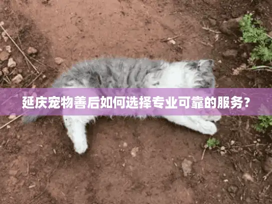 延庆宠物善后如何选择专业可靠的服务? 延庆宠物善后如何选择专业可靠的服务?