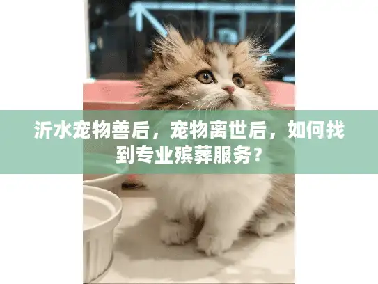 沂水宠物善后，宠物离世后，如何找到专业殡葬服务？