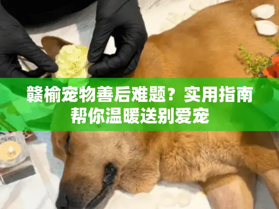 赣榆宠物善后难题?实用指南帮你温暖送别爱宠 赣榆宠物善后难题?实用指南帮你温暖送别爱宠