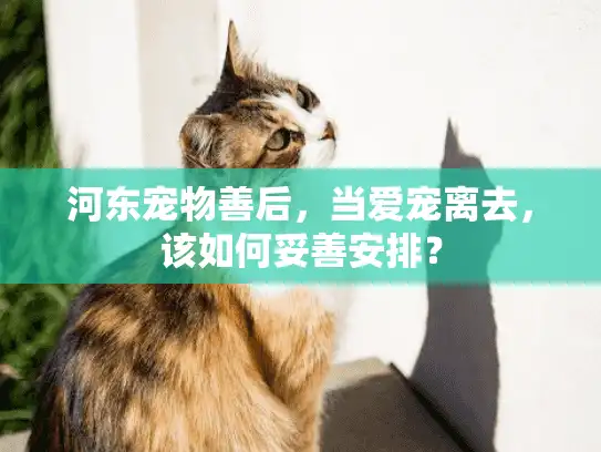 河东宠物善后,当爱宠离去,该如何妥善安排? 河东宠物善后,当爱宠离去,该如何妥善安排?