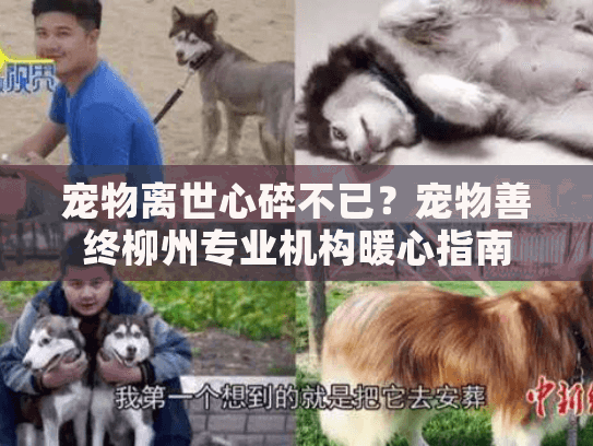 宠物离世心碎不已？宠物善终柳州专业机构暖心指南