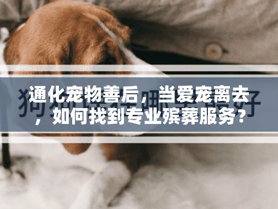 通化宠物善后，当爱宠离去，如何找到专业殡葬服务？