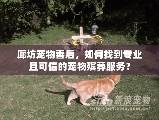 廊坊宠物善后，如何找到专业且可信的宠物殡葬服务？