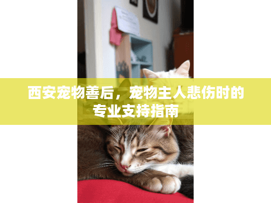 西安宠物善后，宠物主人悲伤时的专业支持指南