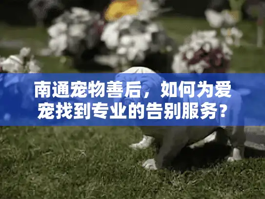 南通宠物善后,如何为爱宠找到专业的告别服务? 南通宠物善后,如何为爱宠找到专业的告别服务?