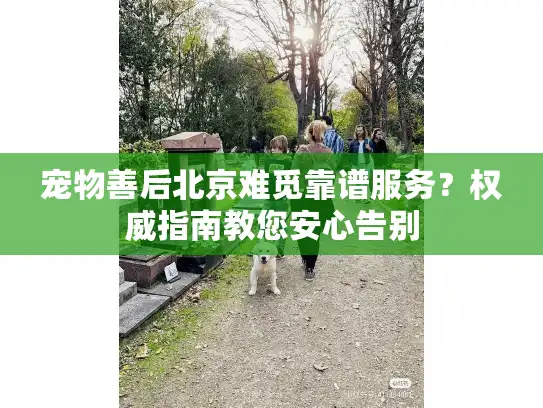 宠物善后北京难觅靠谱服务？权威指南教您安心告别